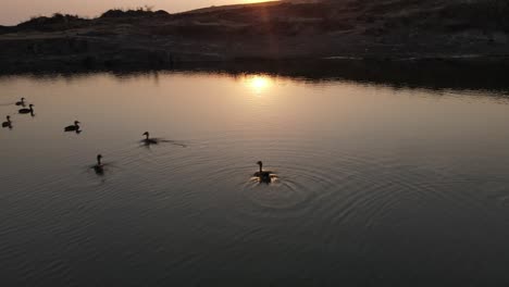 Sitio-De-Minería-Al-Atardecer-Pato-Del-Lago-En-El-Estanque-Patos-Disparados-Por-Drones-De-Cerca