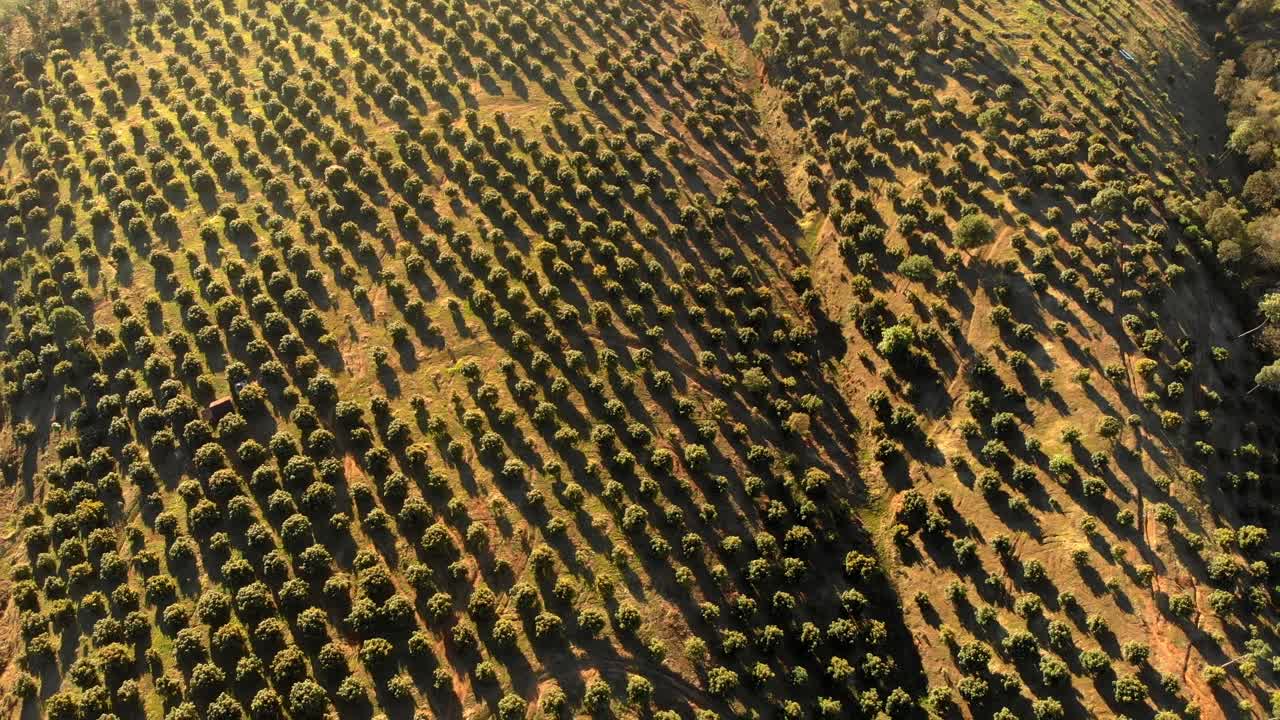 DRONE SHOT :AVOCADO FIELDS IN THE EARLY MORNING IN URUAPAN MICHOACAN