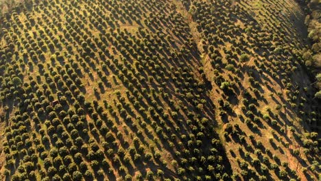 drone shot :avocado fields in the early morning in uruapan michoacan