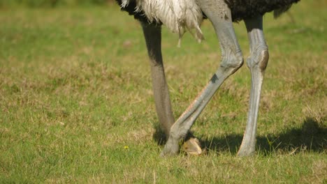 south african ostrich uses massive foot to scratch itchy head in grassland, close up