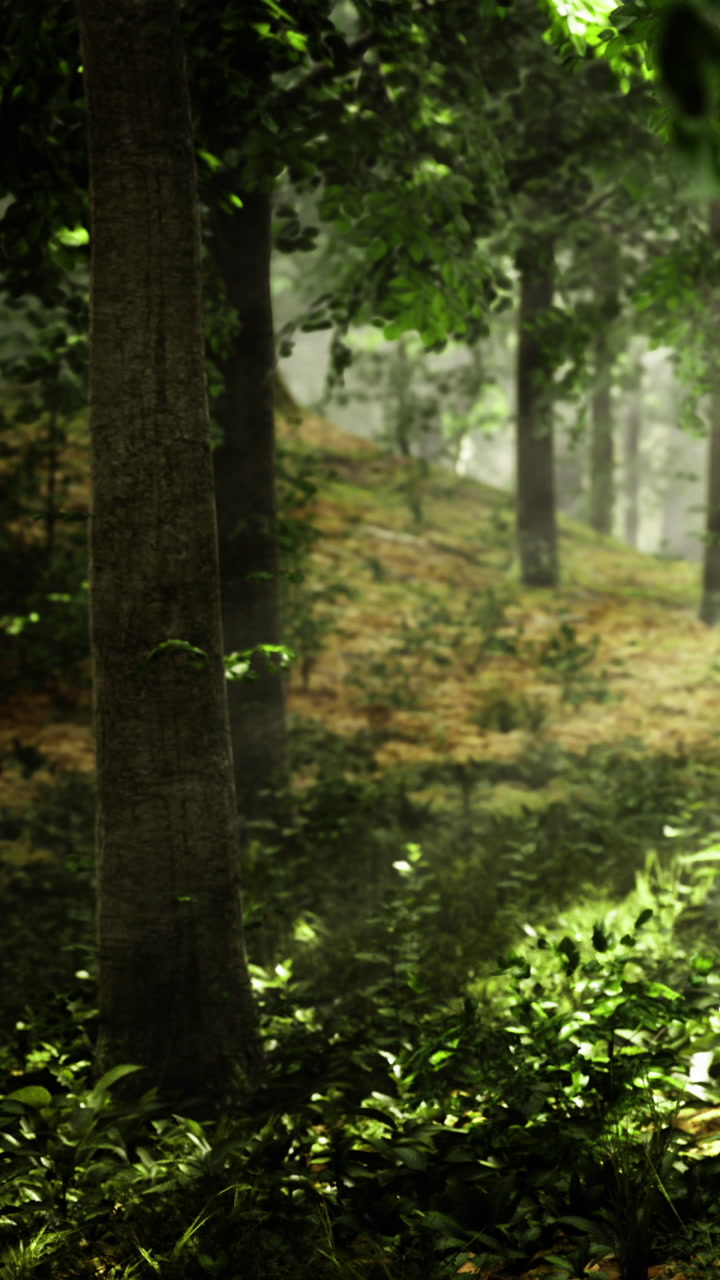 La luce del sole filtra attraverso gli alberi in una foresta durante le prime ore del mattino