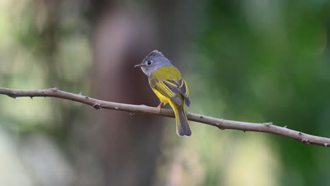 Papamoscas-Canario-De-Cabeza-Gris,-Culicicapa-Ceylonensis,-Parque-Nacional-Khao-Yai,-Patrimonio-Mundial-De-La-Unesco,-Tailandia