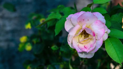 acercar la rosa rosa blanca