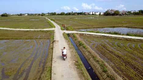 male and female tourist caucasian couple riding a moped along rice paddies in the farm fields, aerial follow behind shot