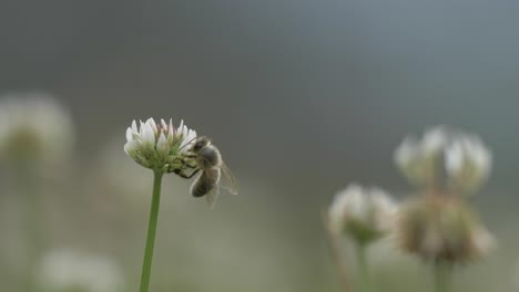 Increíble-Vídeo-Macro-De-Una-Abeja-Buscando-Polen-En-Una-Flor-De-Trébol,-Capturado-En-Una-Impresionante-Calidad-4k-Para-Obtener-Detalles-Increíbles