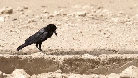 Suspicious-Cape-Crow-stist-at-watering-hole-in-the-arid-Kalahari-watching-Namaqua-Doves-land,-close-up