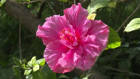 hermosa flor de hibisco rosado
