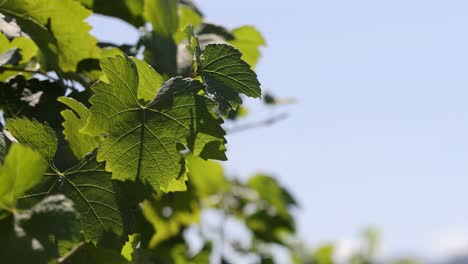 close-up view of sunlit leaves against a blue sky