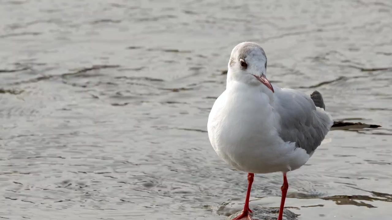 Eine Lachmöwe steht tagsüber auf einem Felsen in einem Fluss und putzt ihr Gefieder.