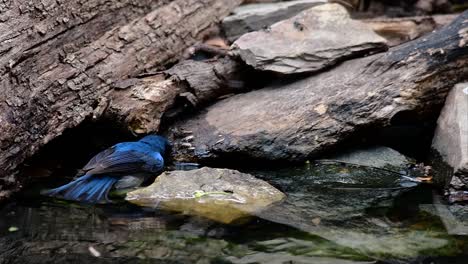 the indochinese blue-flycatcher is a found in lowland forests of thailand, known for its blue feathers and orange to white breast