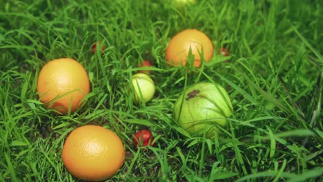 close-up shot of various fruits lying in the grass, including oranges, small red and yellow fruits, with the camera slowly zooming in