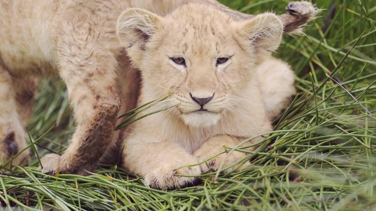 Gerak lambat anak singa di Serengeti, Tanzania. Satwa liar dan bayi hewan Afrika di Safari Afrika. Anak singa di alang-alang rawa di Taman Nasional Serengeti.