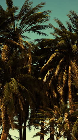 palm trees against a pastel sky