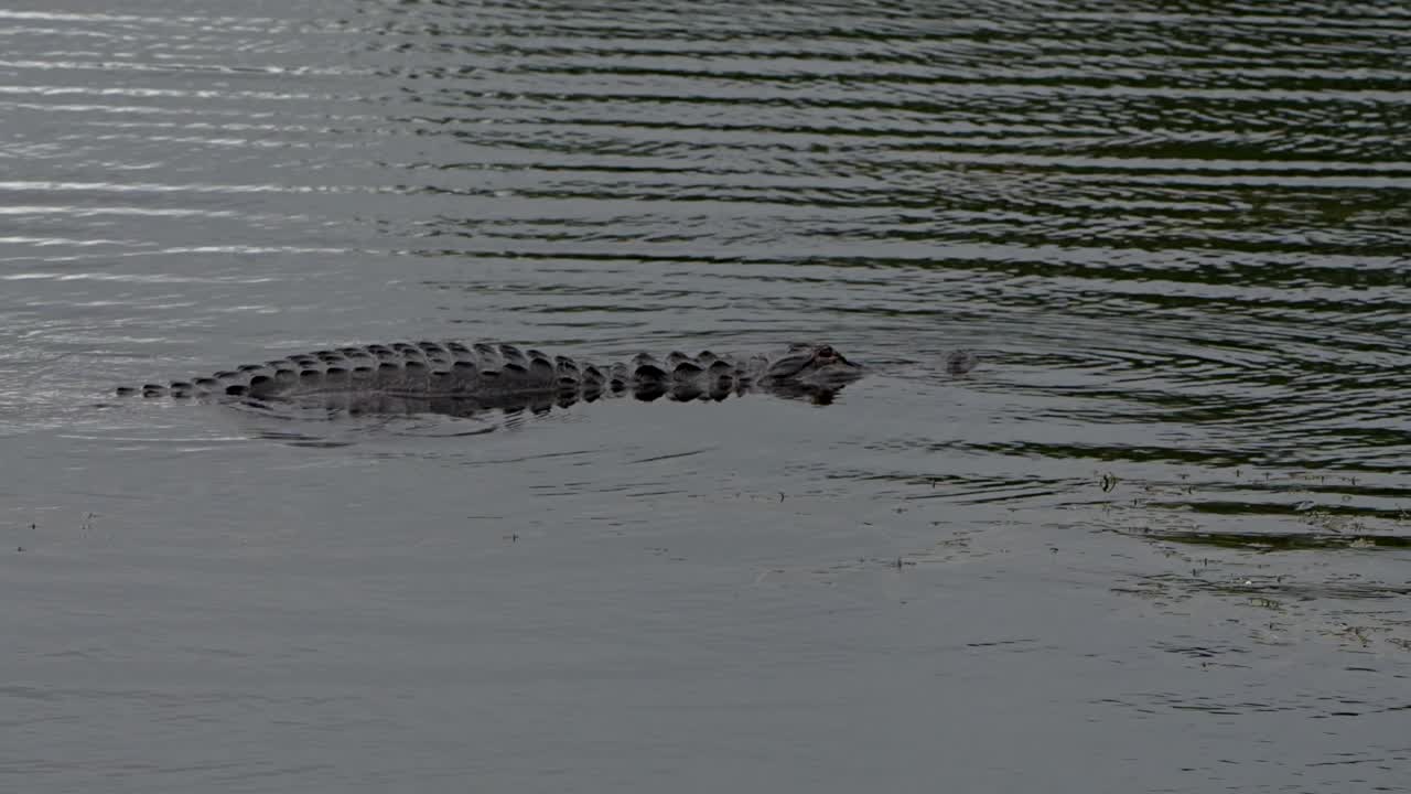 Alligator swims away in a lake