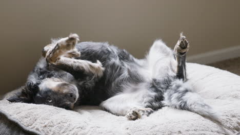 dog laying upside down on bed wagging tail