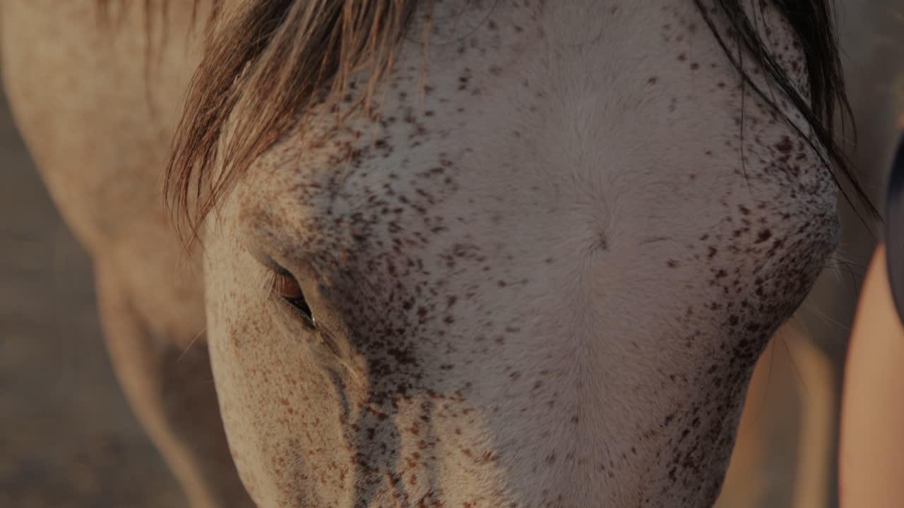 Horses in the paddock