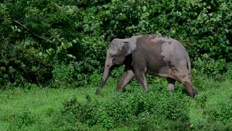 Los-Elefantes-Asiáticos-Son-Especies-En-Peligro-De-Extinción-Y-También-Son-Residentes-De-Tailandia