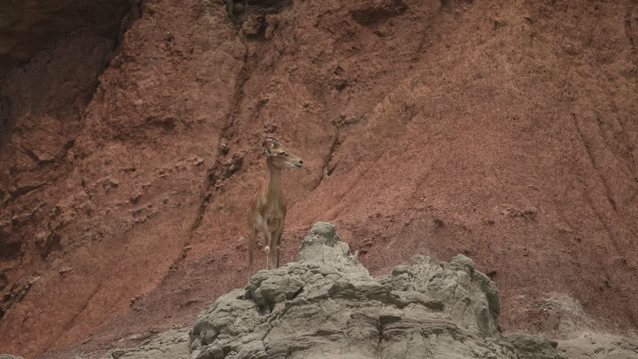 Antelope in a Desert Mountain Landscape