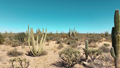 Flight-through-the-desert-passing-near-bushes-with-drone-4k