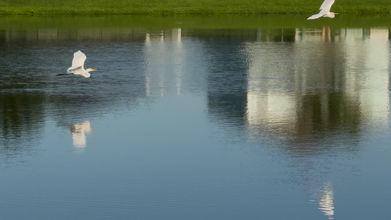 Egret flying by over a pond