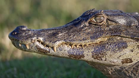 detailed view of yacare caiman head and its skin. - closeup shot
