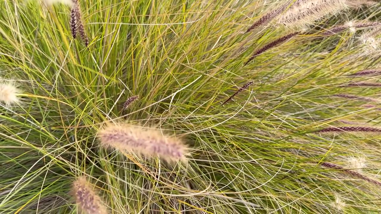 Primo piano dettagliato di spighe di Pennisetum alopecuroides che ondeggiano delicatamente in un ambiente da giardino