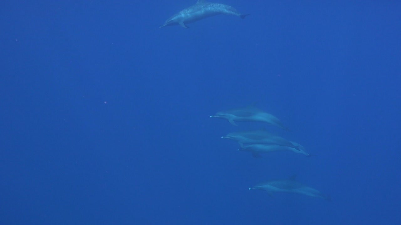 una manada de delfines está emergiendo en aguas azules profundas en las islas marquesas