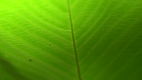 Close-up-picture-of-leaf-in-unknown-tree