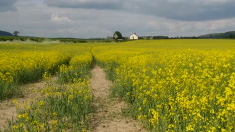 pista de cámara a través de un campo de semillas de colza en gales en el reino unido