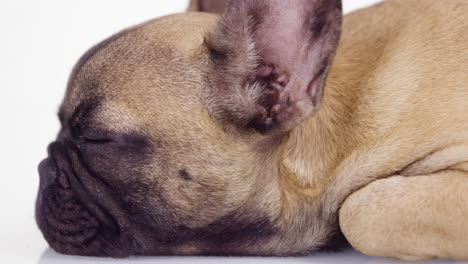 un lindo cachorro de bulldog francés de mascota