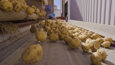 Potatoes-fall-on-the-screening-belt,-they-are-moving.