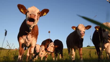 Calfs-grazing-in-high-grass