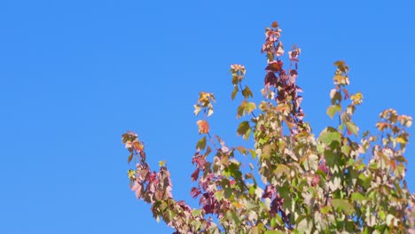 autumn leaves on the blue background in 4k slow motion 60fps