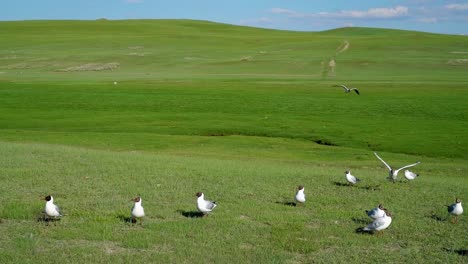 grassland and birds with blue sky, in bayingol mongolian autonomous prefecture, xinjiang, china.