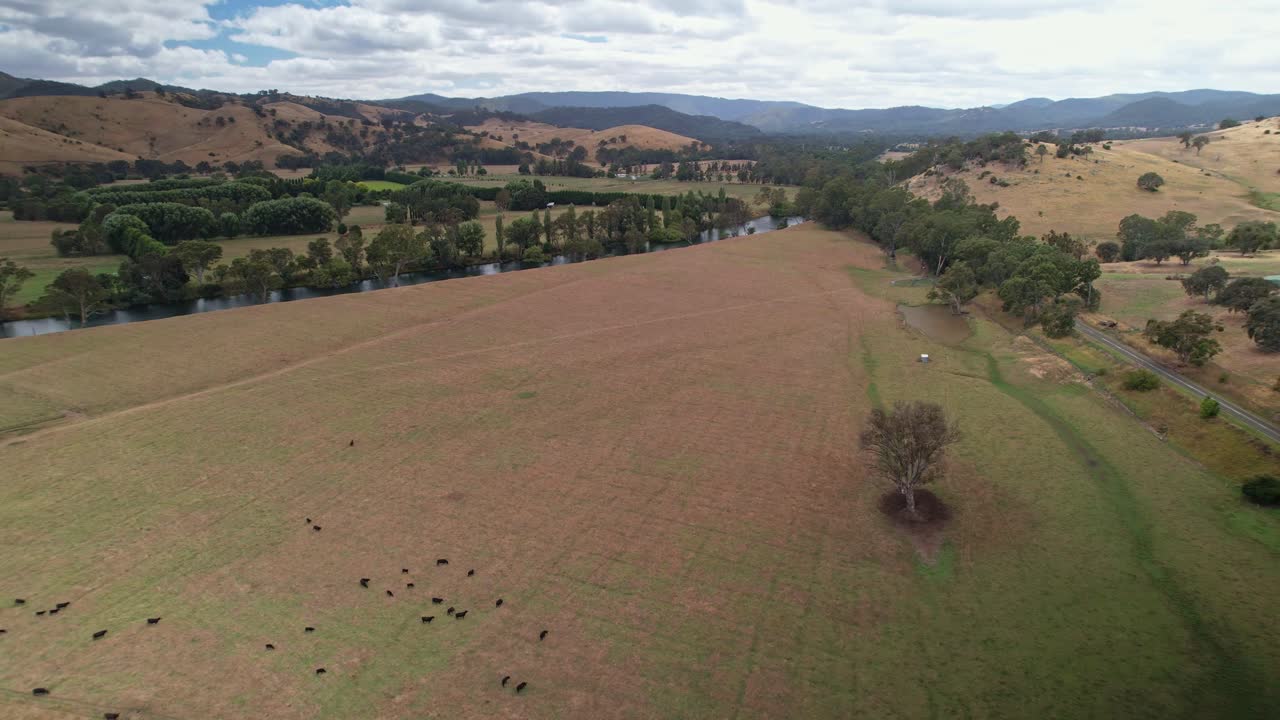 Vista do Rio Goulburn e um antigo edifício de fazenda com vacas pastando nas proximidades, não muito longe de Eildon, Victoria, Austrália