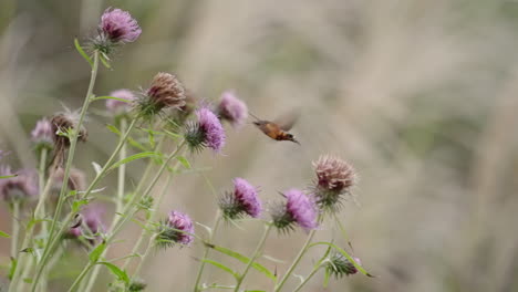 colibrí hawkmoth alimentándose de flores con fondo de naturaleza borrosa