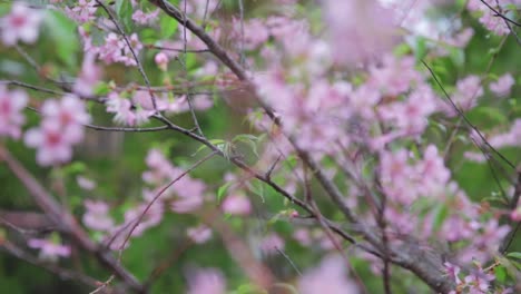 Centrarse-En-Las-Flores-De-Cerezo-Japonesas