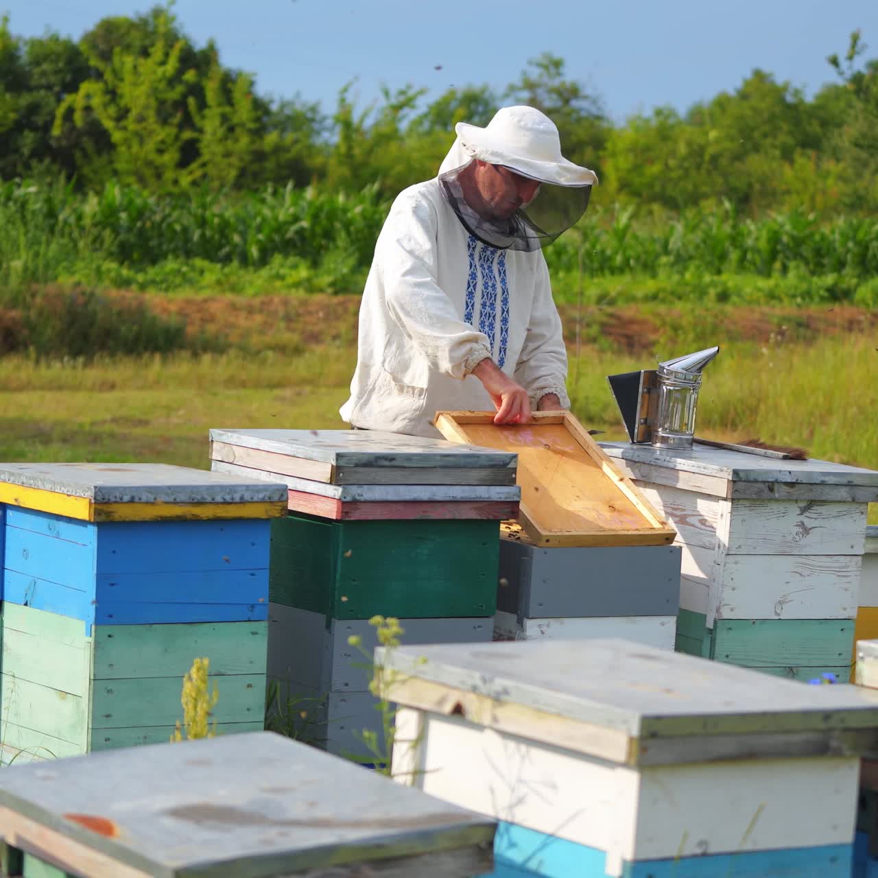 Beekeeper is working with bees and beehives on the apiary. Beekeeper on apiary