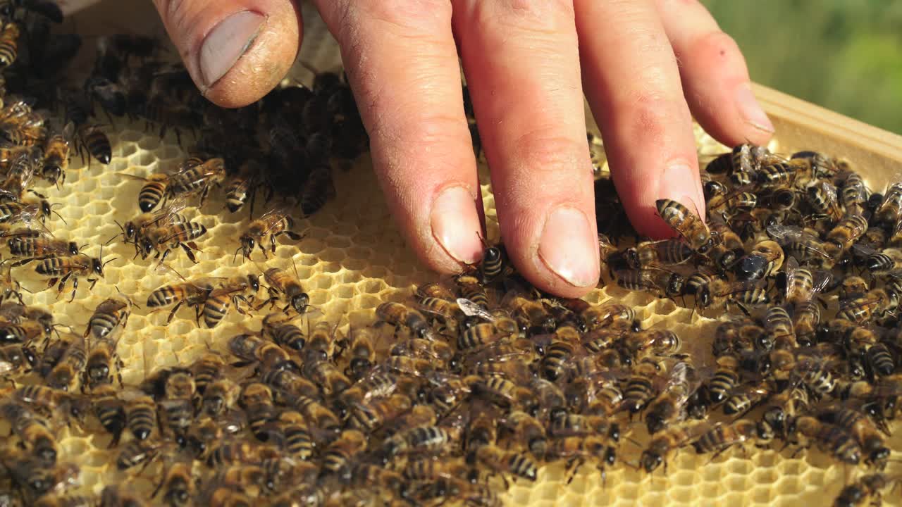 Beekeeper examines bees in honeycombs. Frames of a beehive. Apiculture