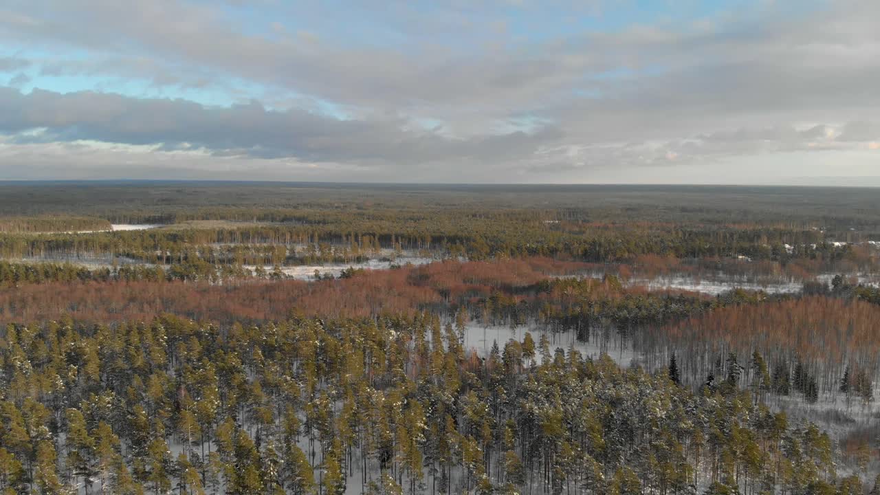 cielo azul sobre un hermoso bosque nevado en el kurzeme de letonia