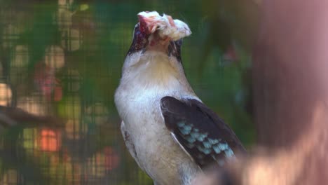 fotografía de cerca de un kookaburra riendo, dacelo novaeguineae posado en una rama de árbol, atrapó una pequeña presa de ratón en su boca con su largo y robusto pico, observando el entorno