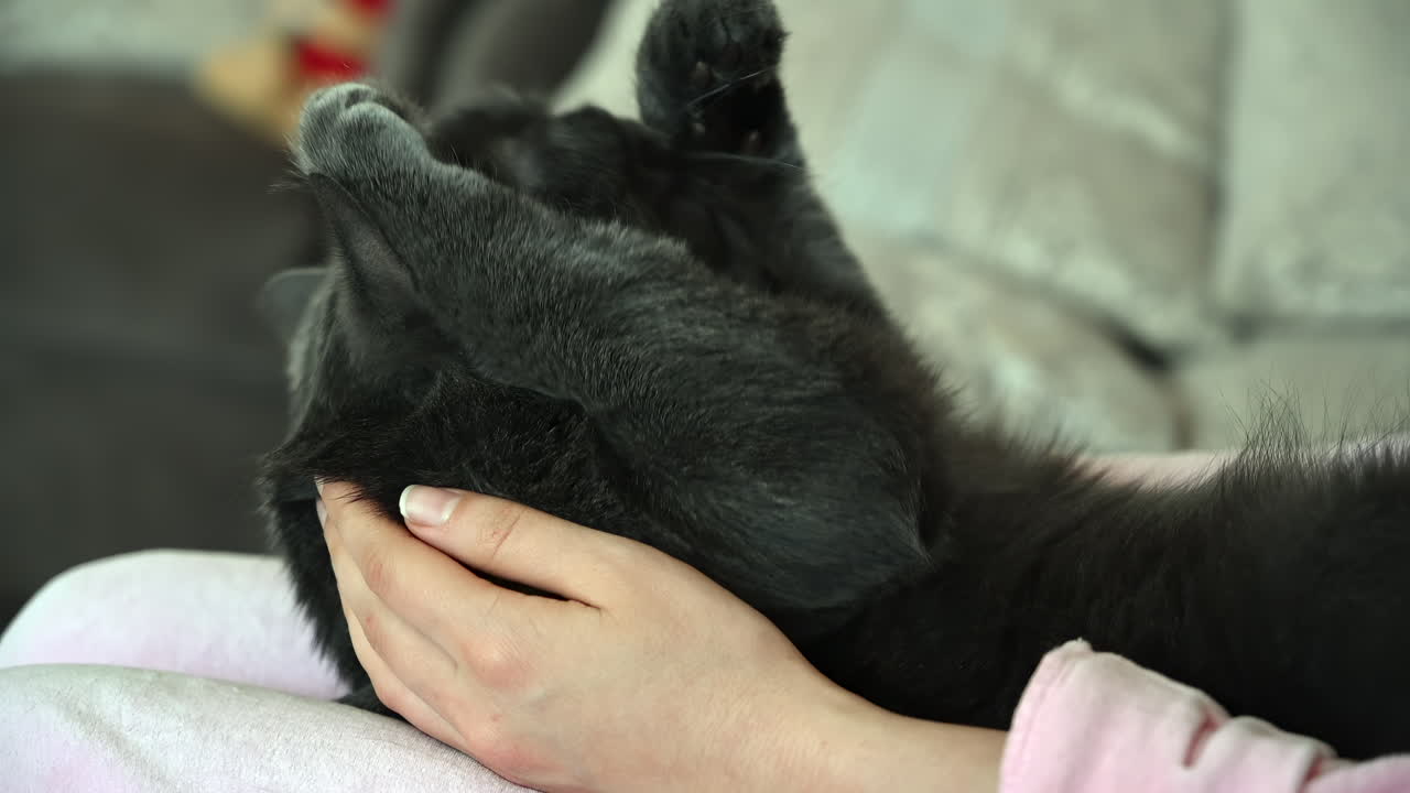 Close up of a black cat lying on its back, resting peacefully in human hands