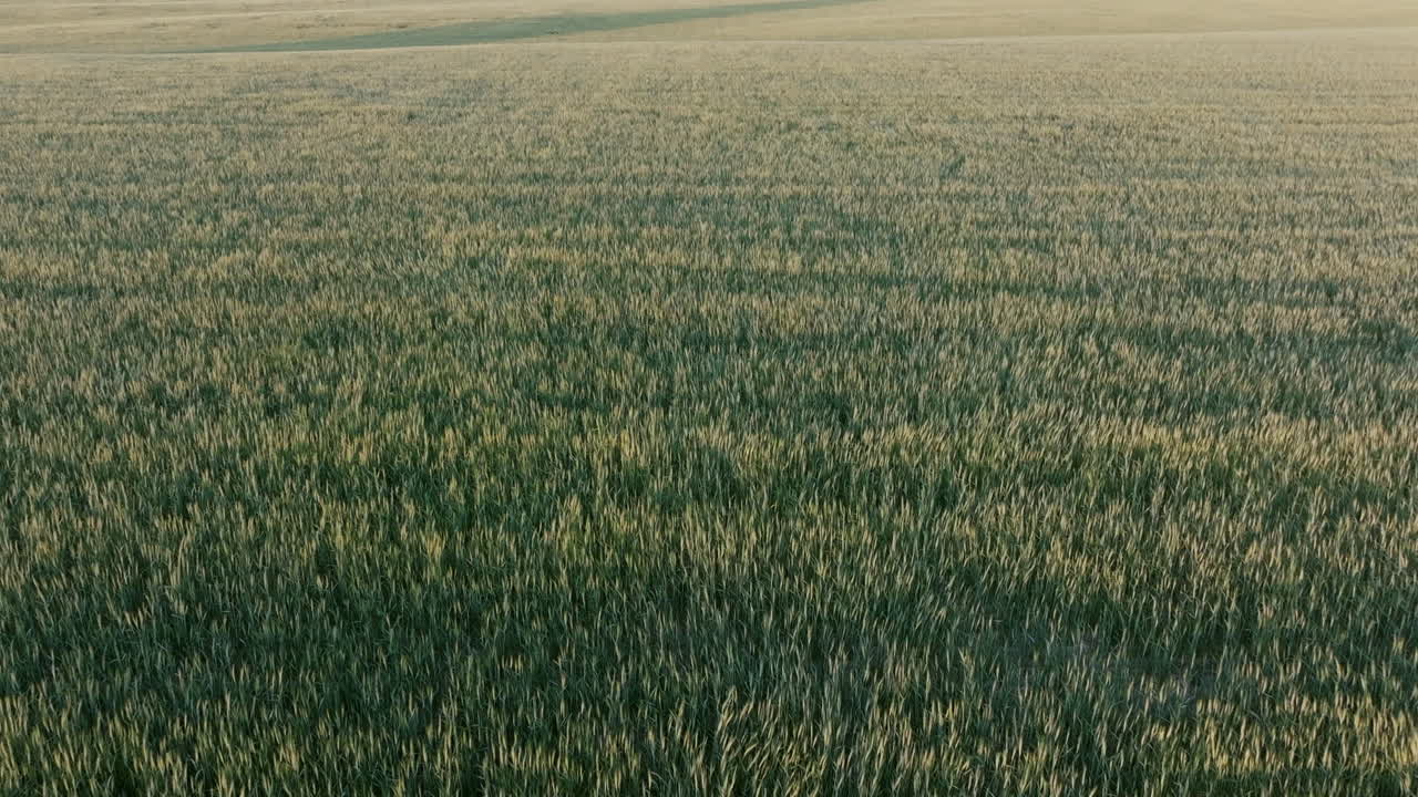 Close aerial of a mature wheat field textured with golden highlights and shadows