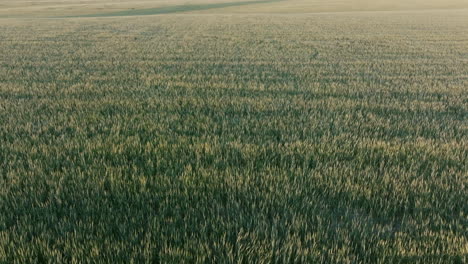 close aerial of a mature wheat field textured with golden highlights and shadows