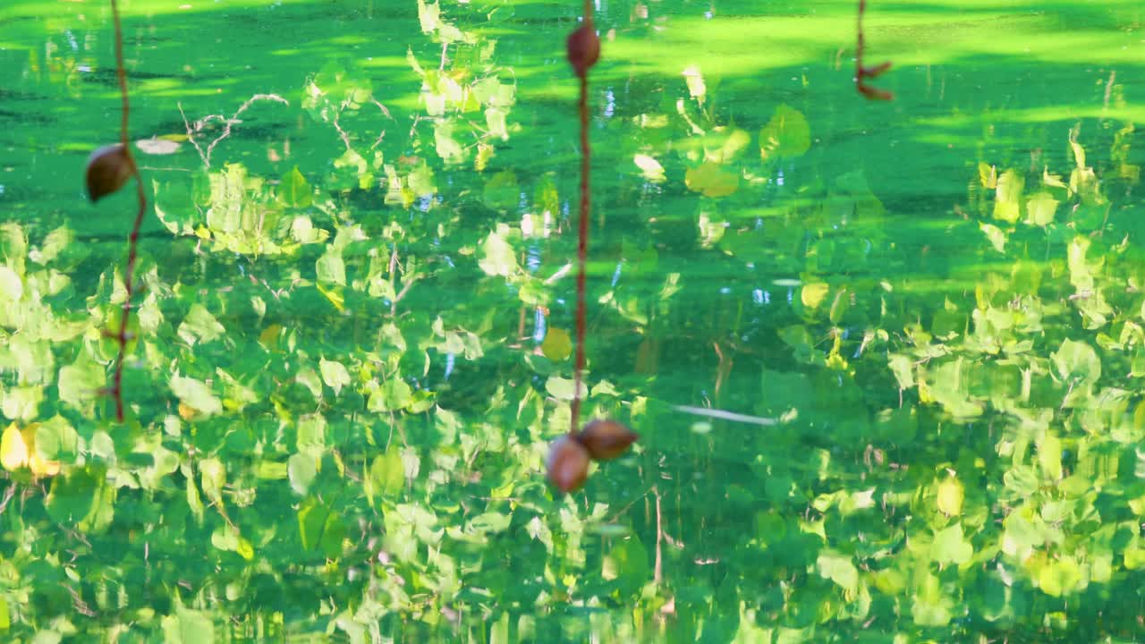 활기찬 초록색 잎자루가 물 위에 반사되어 방의 라마 9 공원에서 조용한 장면을 만니다. 미묘한 파동은 역동적인 움직임을 더합니다.