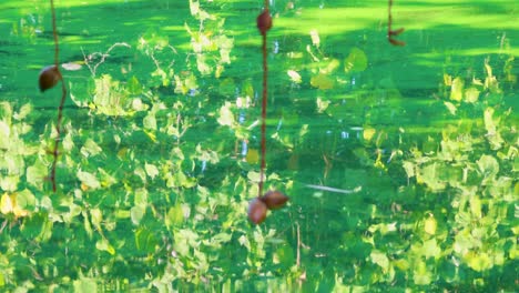 vibrant green foliage reflects on water, creating a tranquil scene in rama 9 park, bangkok. subtle ripples add dynamic movement