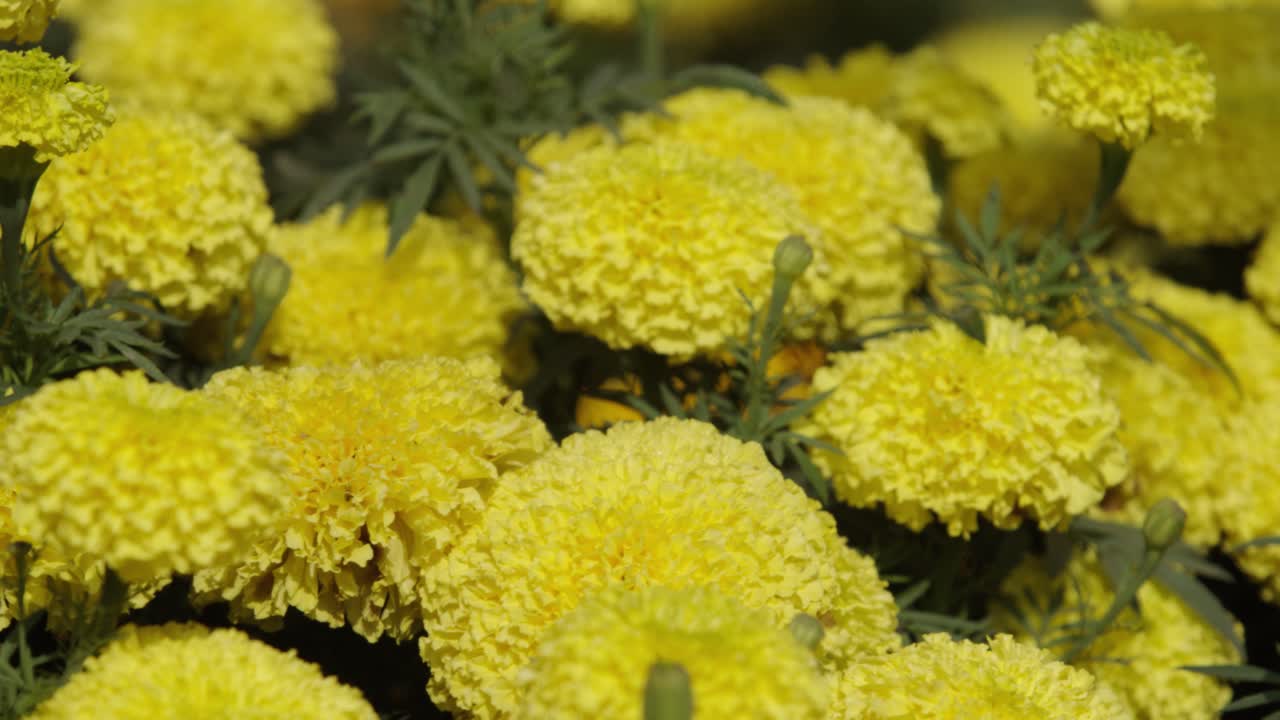 Calêndulas estão florescendo no jardim.