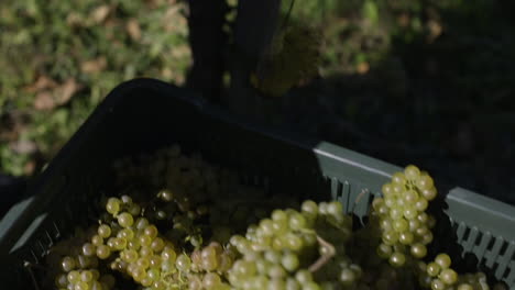cosecha de uvas en el viñedo