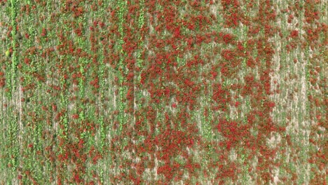 red poppy flowers dot evenly spaced green crop rows in a cultivated field, creating a natural floral pattern, captured in ascending top-down aerial shot
