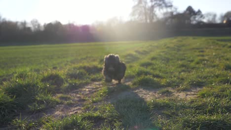 Nahaufnahme-Eines-Süßen-Hündchens,-Das-Im-Sommer-Und-Bei-Sonnenuntergang-Mit-Hündchenaugen-Schnell-Auf-Die-Kamera-Auf-Der-Wiese-Im-Park-Zuläuft